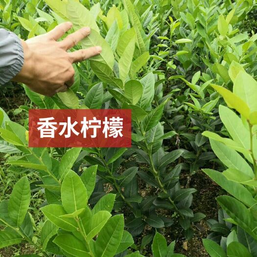 灵山县 柠檬苗