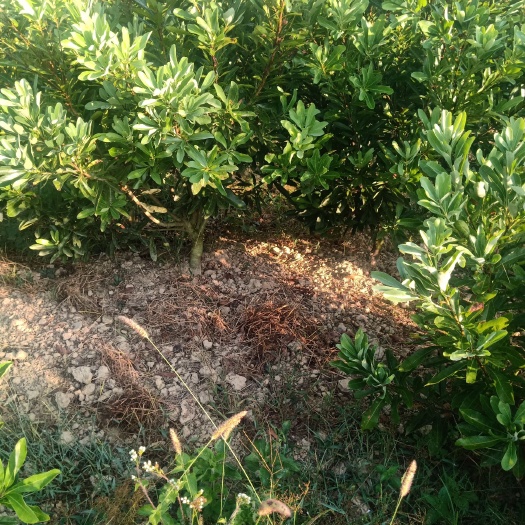 靖州县东魁杨梅树苗
