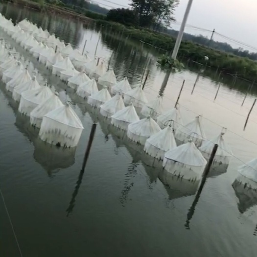 温岭市 水蛭
