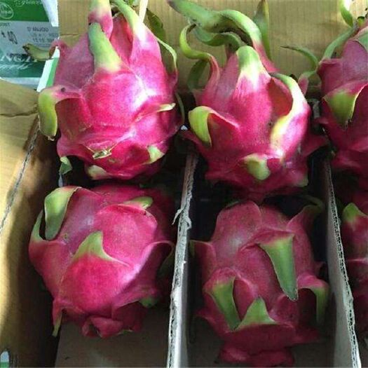 平邑县 火龙果苗