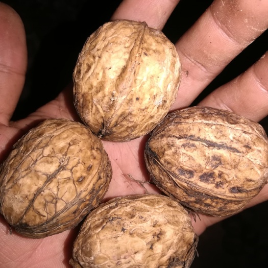 雷波县 地道山核桃，统货数量大！
