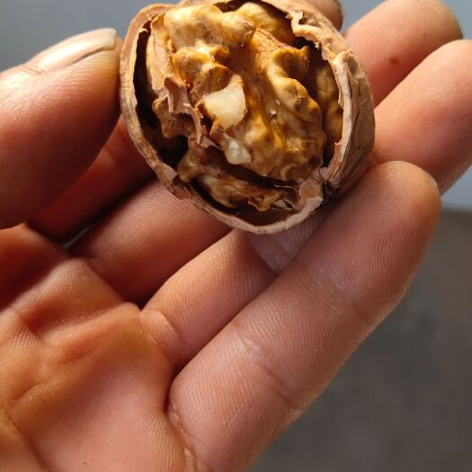 饶阳县自家大田薄皮核桃大量供应