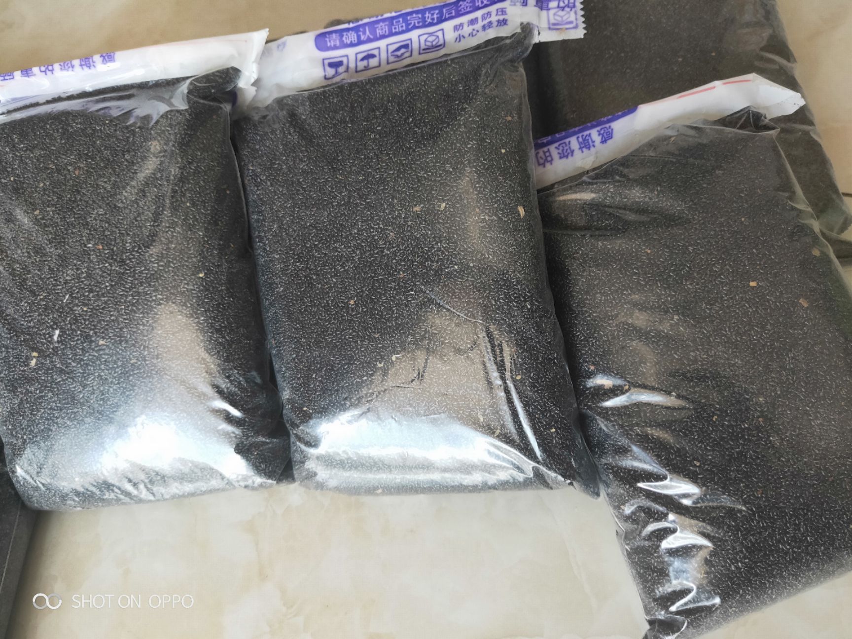 火龙果种子红心苗南方北方种植当年结果盆栽发财树护盆草种子