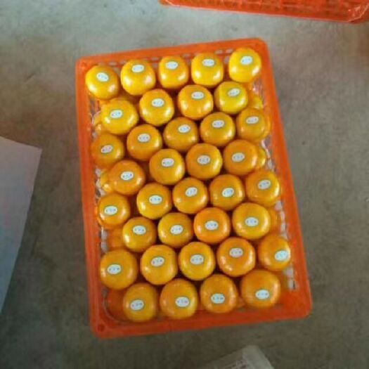 枝江市黄橘子 橘子  湖北蜜橘  产地直销  诚信经营