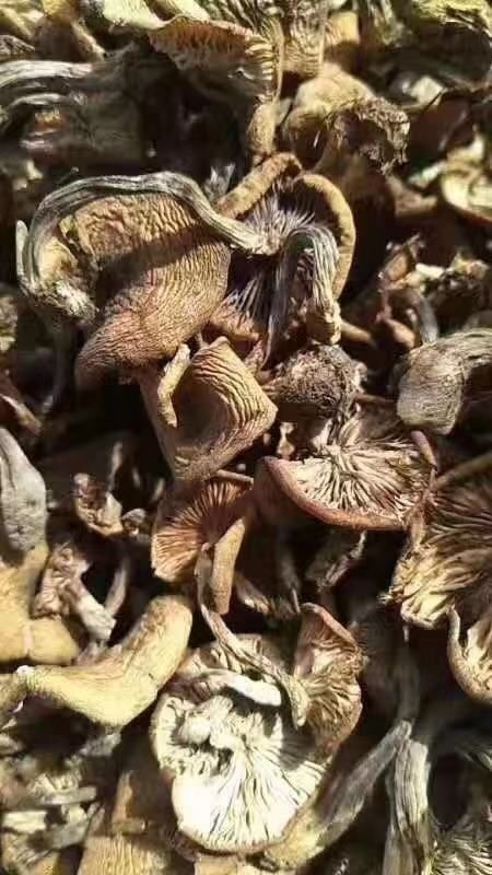 伊春生野干榛蘑 特等天然野生榛蘑干蘑