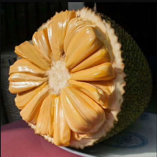 昌江县 泰国越南 红肉菠萝蜜苗