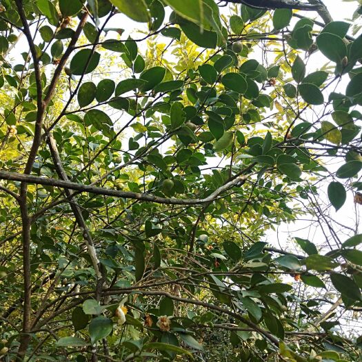贵阳 纯正中野生油茶籽