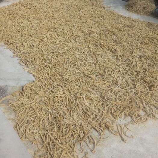 有机小米