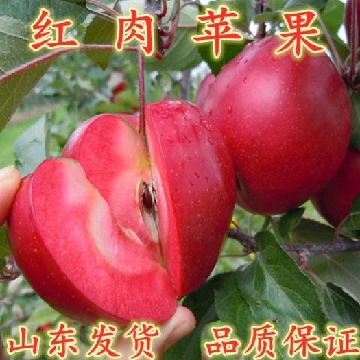 平邑县红肉苹果树苗 红肉苹果 水蜜桃苹果 黑钻苹果