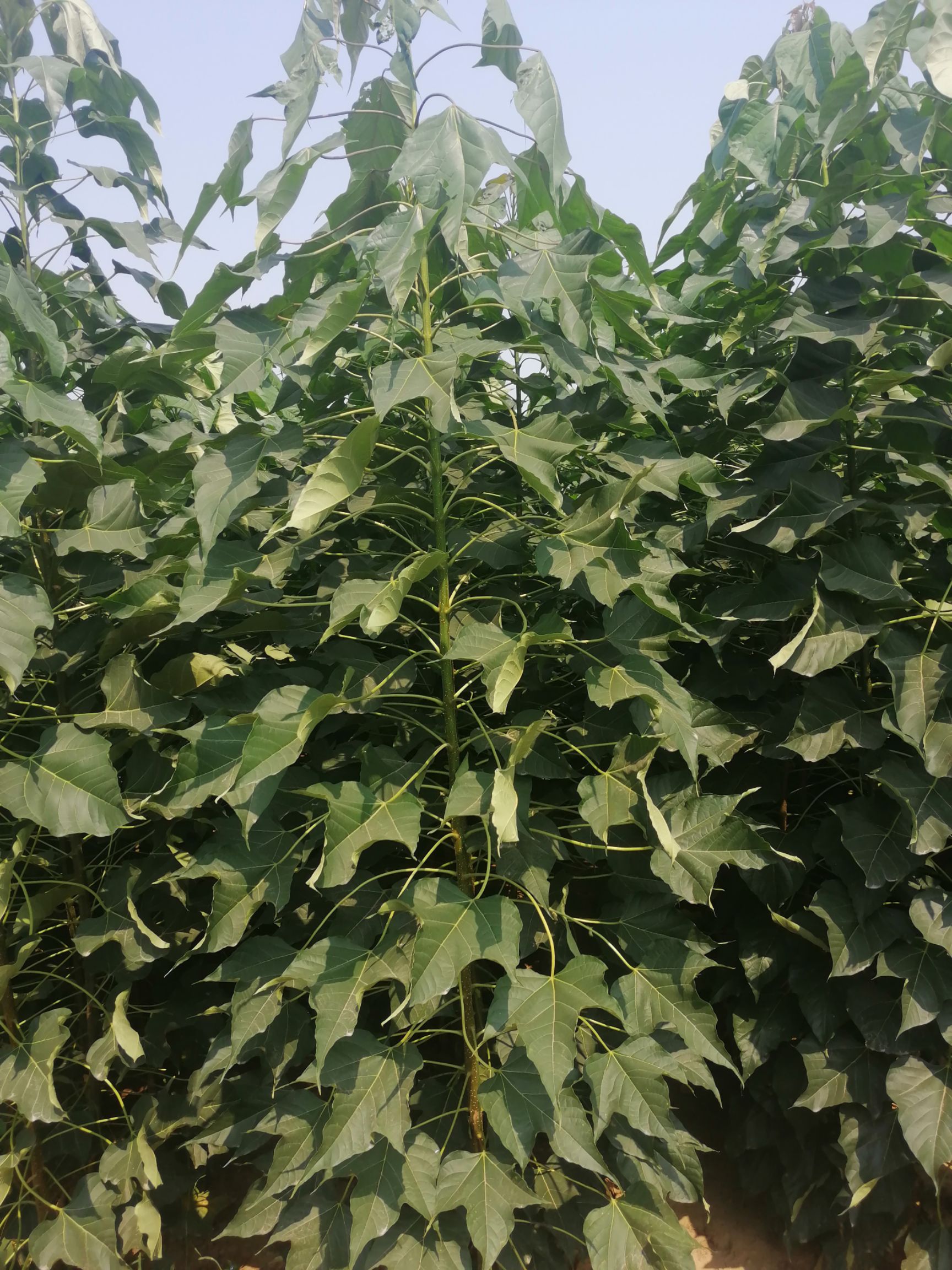 楸树，3公分楸树，4公分楸树价格行情 河南楸树基地