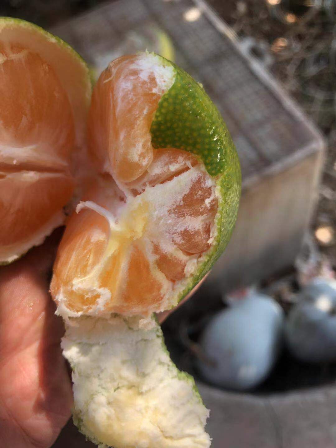 宜昌蜜桔 宜昌蜜橘 5斤10斤包邮 一件代发 对接微商跟平台订单