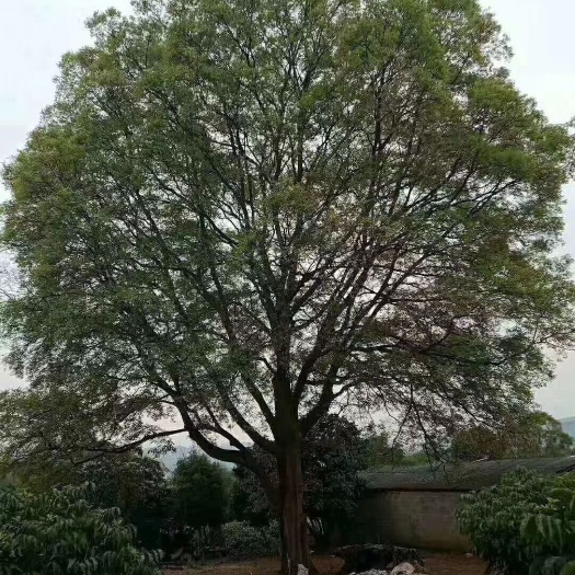 九江 朴树