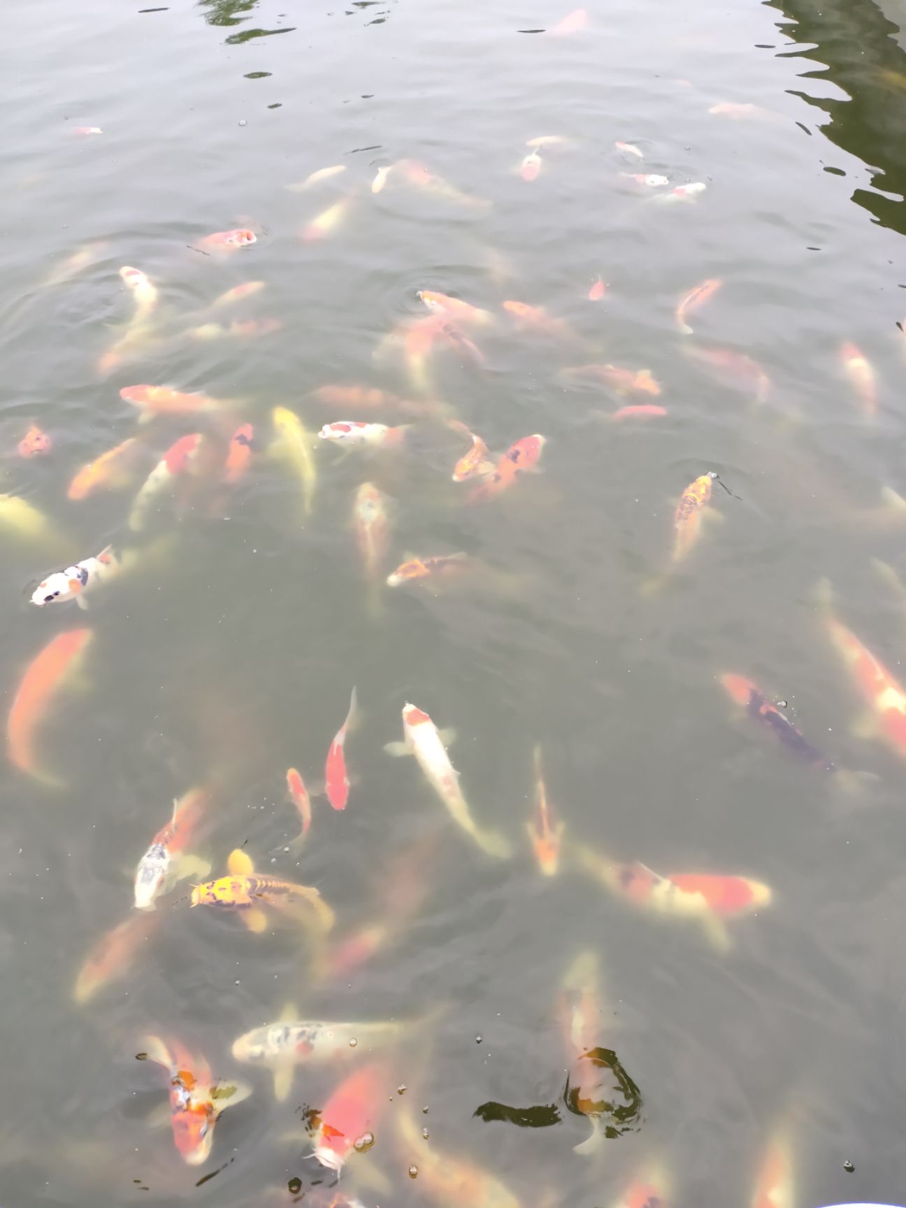 红白锦鲤 红白大正绯写秋翠