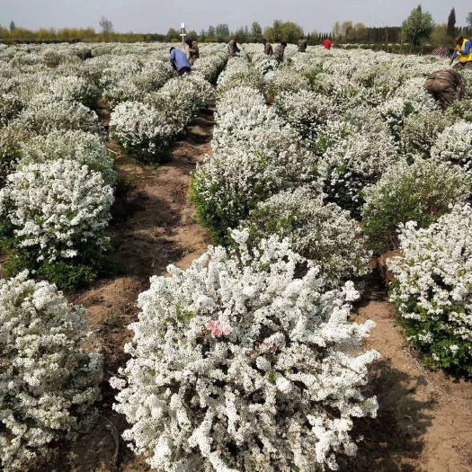 铁岭县绣线菊苗  出售珍珠绣线菊