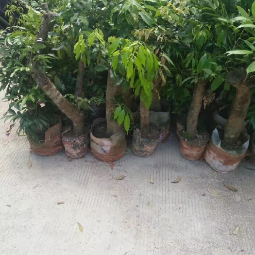 灵山县怀枝荔枝苗 广西征收占地苗5—10公分广东荔枝占地苗圈枝苗