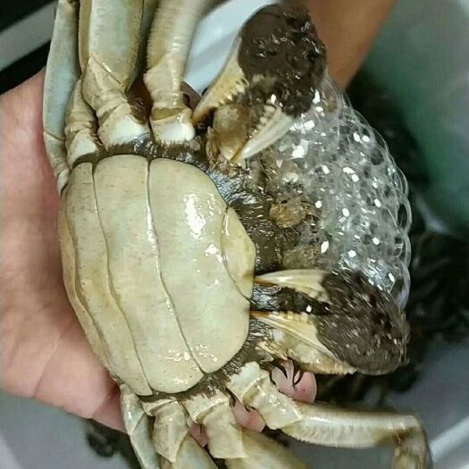 南京 固城湖精品大闸蟹