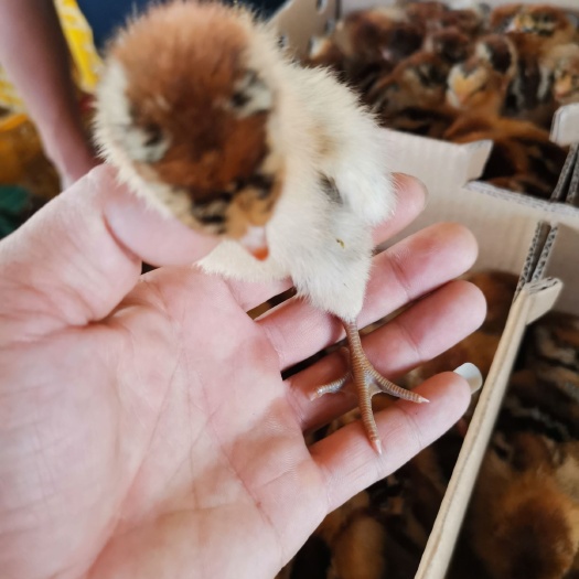 南宁铁脚麻鸡苗 青脚麻鸡铁脚麻鸡