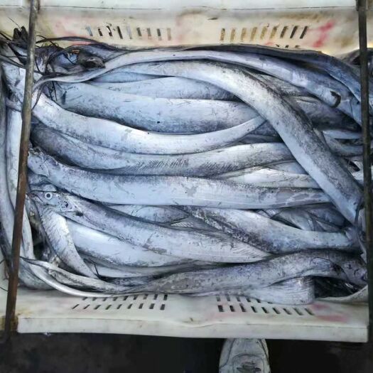 日照 日照本地刀鱼