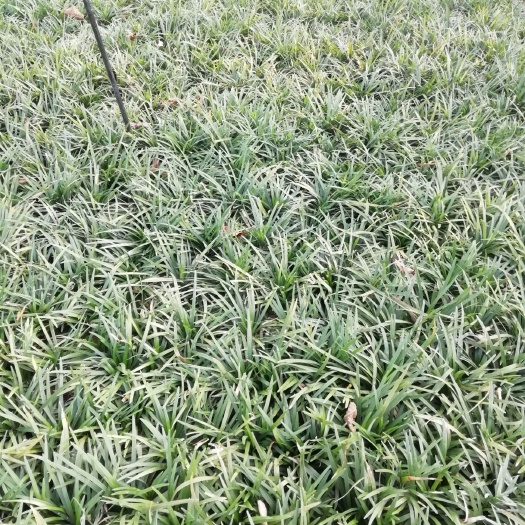 浏阳市 产地直销优质高档草坪用草玉龙草