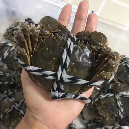 宝应县兴化大闸蟹 母蟹 2.0-2.5两