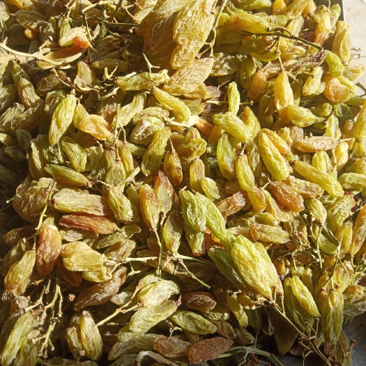 鄯善县绿香妃葡萄干 统货