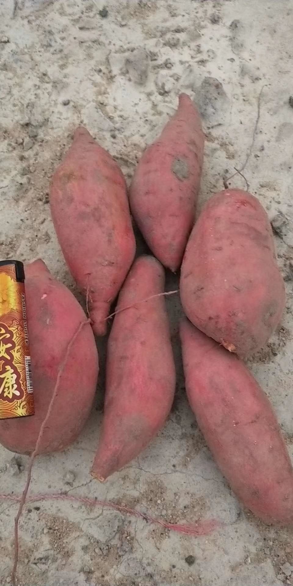 沙地红薯 红皮