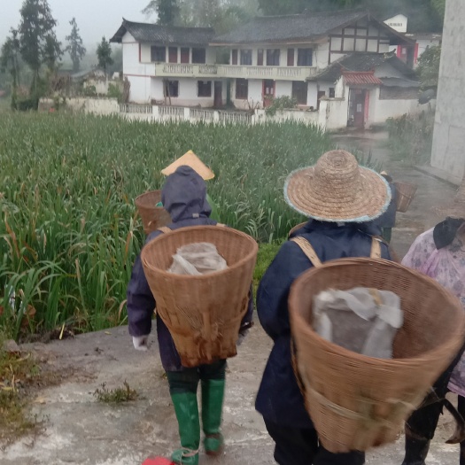 天全县高山茭白 无公害，绿色高山，二郎山蔬菜，