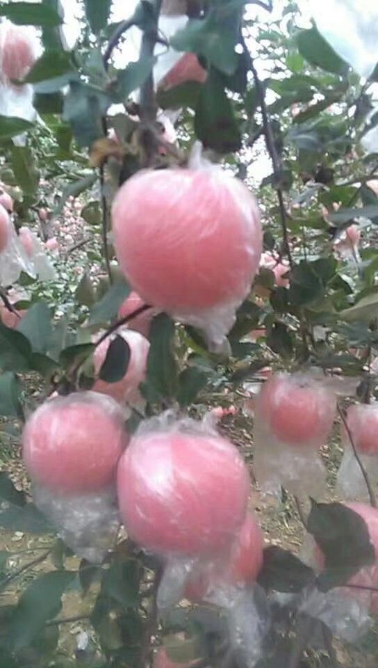 陕西红富士苹果批发 纸加膜红富士苹果价格