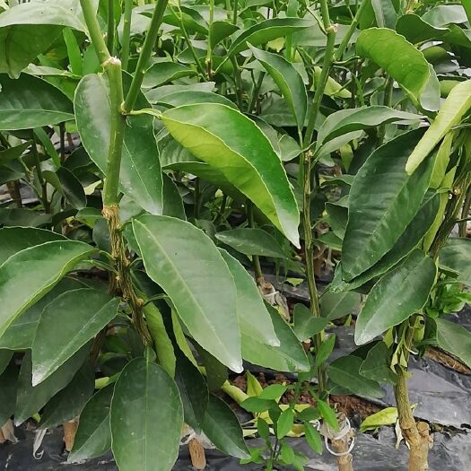 荔浦市塔罗科血橙苗 塔罗科8号血橙苗 包邮 品种纯正
