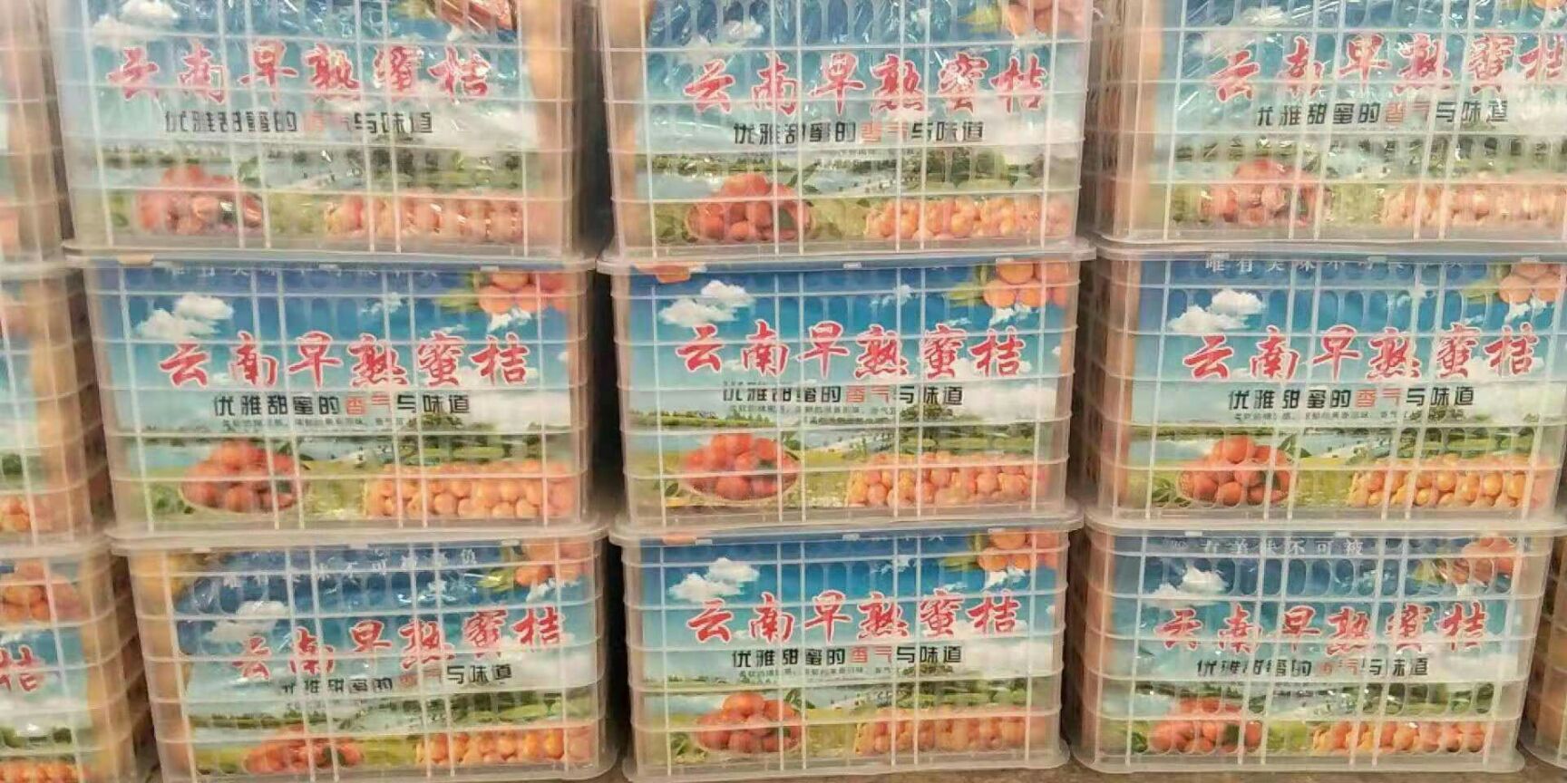 特早蜜桔 密桔蜜橘，产地直销，果大味甜，欢迎采购