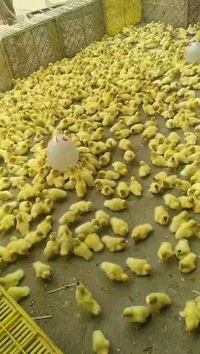 惠州 番鸭苗