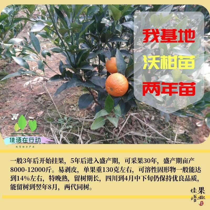  沃柑苗 晚熟杂柑品种 嫁接沃柑苗批发 基地直销 量大从优