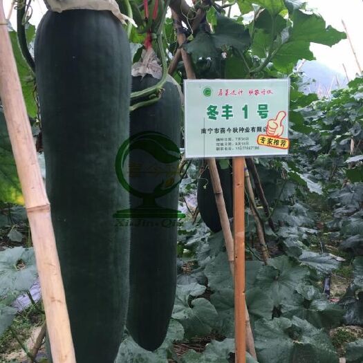 南宁冬瓜种子  冬丰1号铁心黑皮大冬瓜 品质优 耐储运