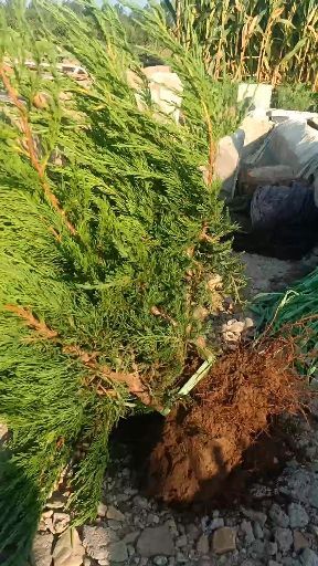 泰安大龙柏 大量龙柏小苗40～60高