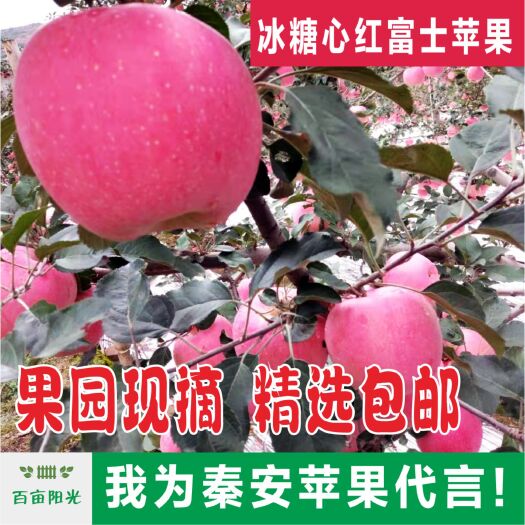 秦安县 甘肃天水 秦安红富士苹果 现摘发货 环境 口感香甜