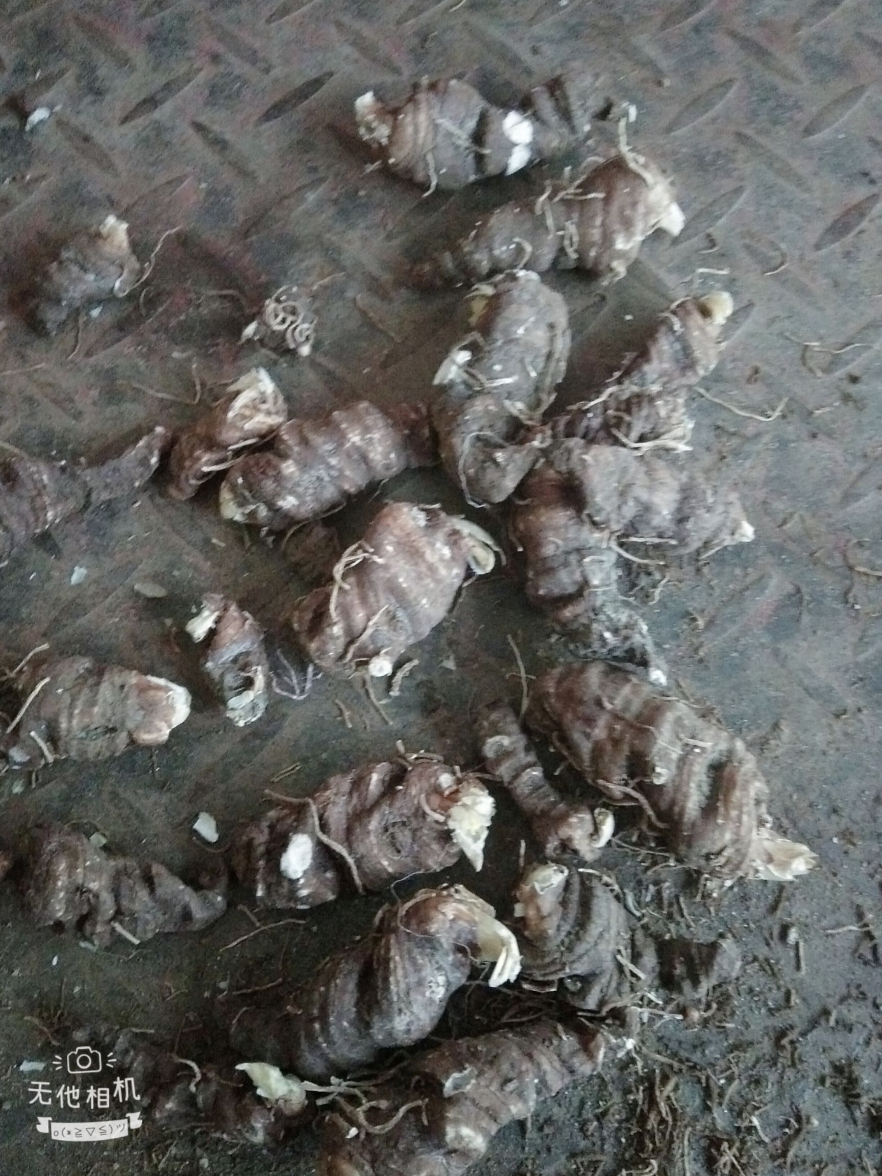  华重楼成品，全干，个头大，有看上的老板请联系