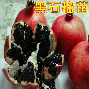 平邑县墨石榴苗