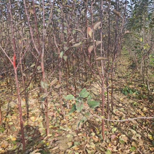 泰安 红肉苹果树苗 红色之爱苹果苗 119-06系列鲜食红苹果