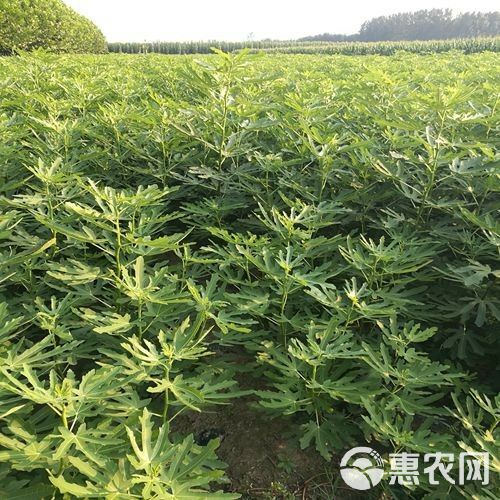 青皮无花果树苗 青皮苗，基地直销量大从优1--5年苗，保湿发货提供技术