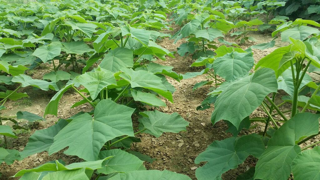 本地有优质泡桐苗