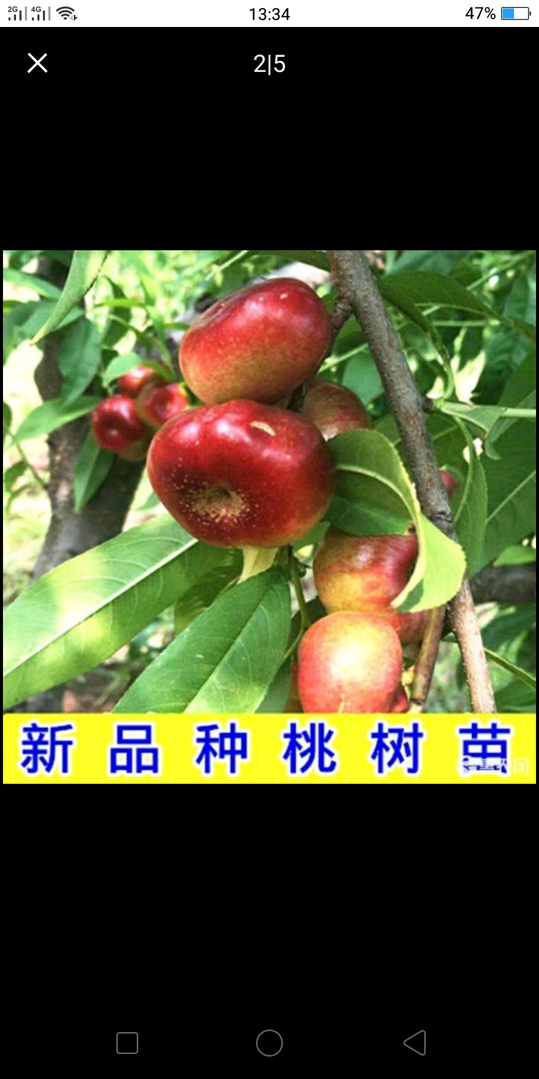  油蟠桃苗当年挂果基地直销
