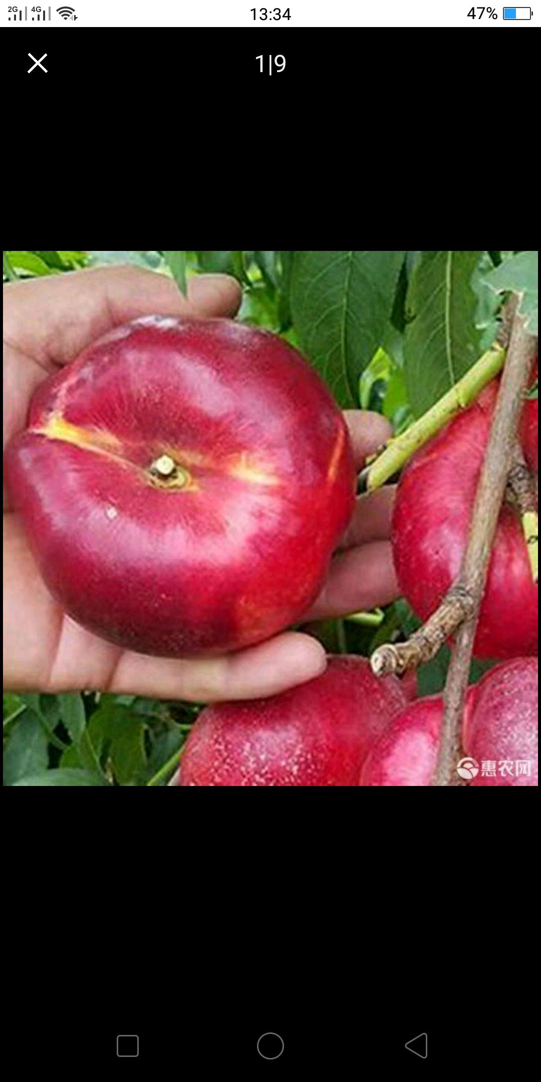  油蟠桃苗当年挂果基地直销