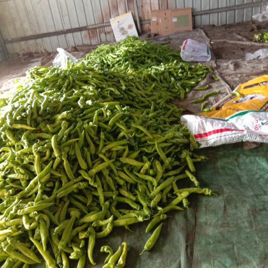 昌黎县 几千亩地的冷棚鲜尖椒量大质量好价格好