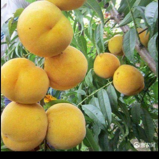 平邑县黄菊油桃树苗 黄菊油挑树苗