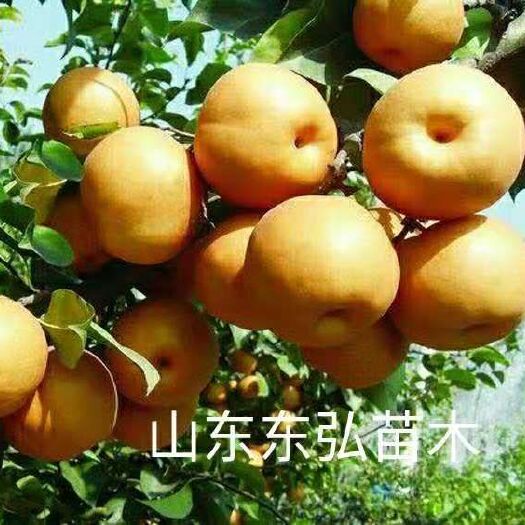 平邑县秋月梨树苗 不以物美而起价，不以价廉而充斥，用心培养好每棵果树苗。