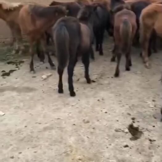 礼县 小马驹12元多
