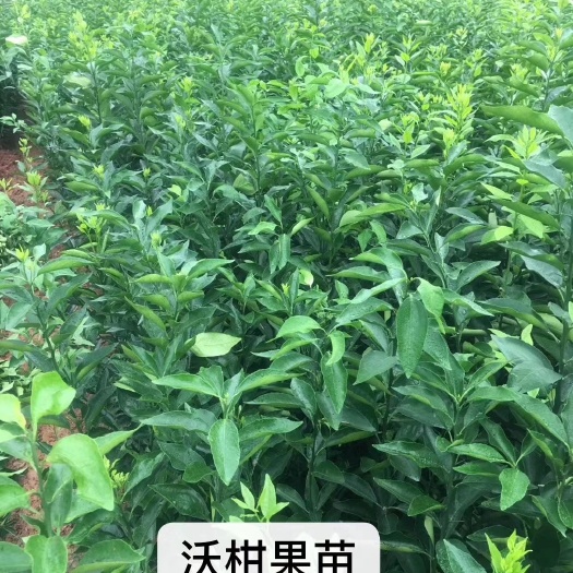 沃柑苗  品种保证   诚信经营  包邮
