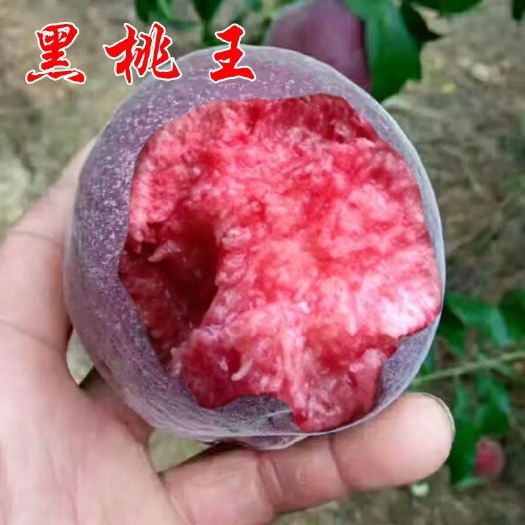 平邑县黑桃苗  黑桃王树苗新品种果树苗当年结果