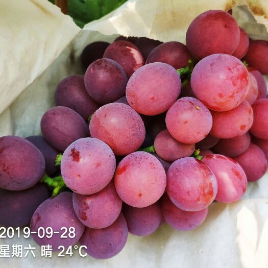 昌邑市 套袋红提葡萄上市