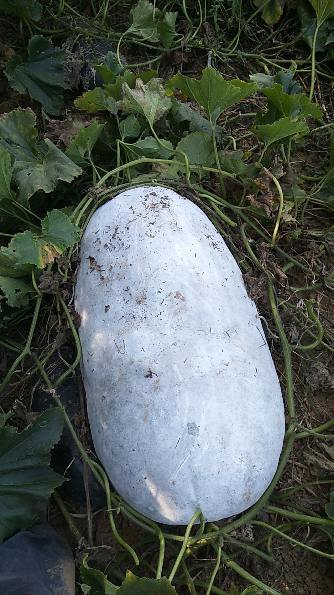 白皮冬瓜 10~20斤 地冬瓜